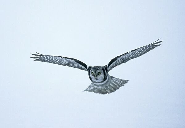 Hawk Owl, Surnia ulula, hunting, Finland, winter