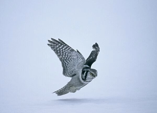 Hawk Owl Surnia ulula hunting Finland winter