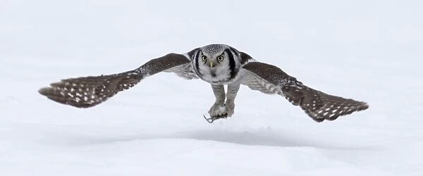 Hawk Owl Surnia ulula nr Vaala Finland March