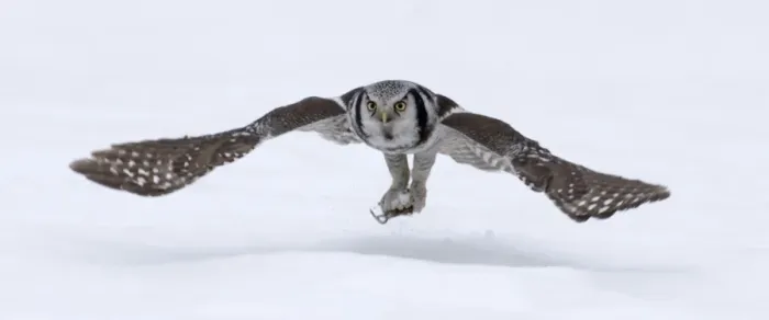 Framed Print : Hawk Owl Surnia ulula nr Vaala Finland March Framed Print : Hawk Owl Surnia ulula nr Vaala Finland March