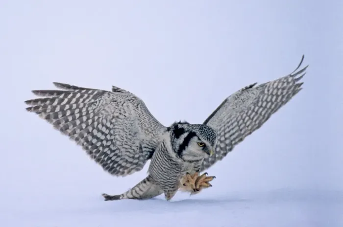 Framed Print : Hawk Owl Surnia ulula pouncing on prey belolw the snow Finland Framed Print : Hawk Owl Surnia ulula pouncing on prey belolw the snow Finland