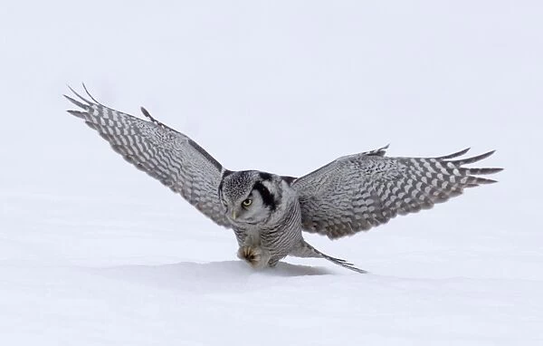 Hawk Owl Surnia ulula pouncing on a vole nr Vaala Finland March