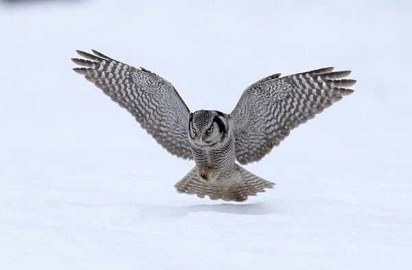 Hawk Owl Surnia ulula pouncing on a vole nr Vaala Finland March