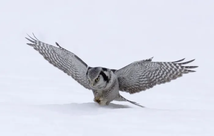 Framed Print : Hawk Owl Surnia ulula pouncing on a vole nr Vaala Finland March Framed Print : Hawk Owl Surnia ulula pouncing on a vole nr Vaala Finland March