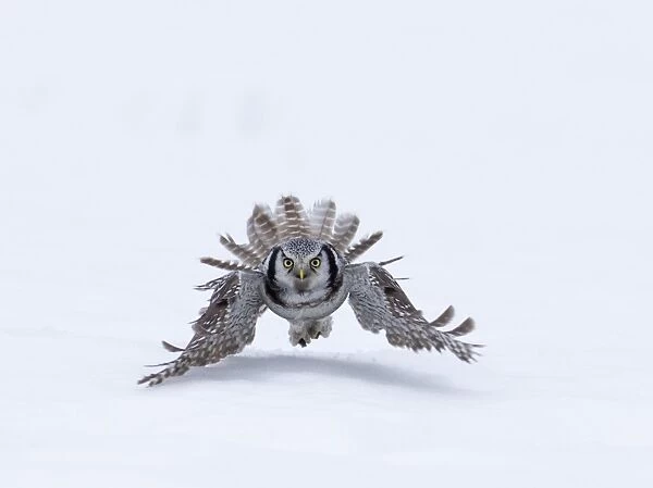 Hawk Owl Surnia ulula with vole Finland March