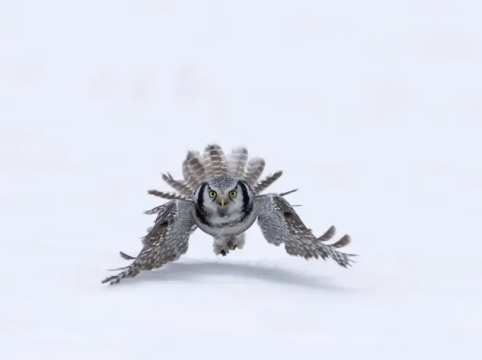 Framed Print : Hawk Owl Surnia ulula with vole Finland March Framed Print : Hawk Owl Surnia ulula with vole Finland March