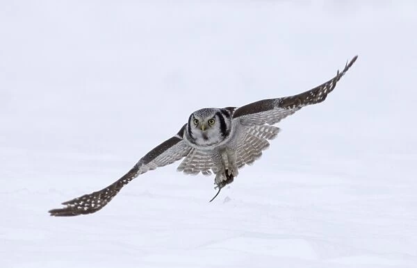 Hawk Owl Surnia ulula with vole nr Vaala Finland March