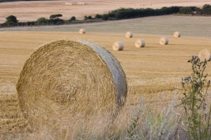 Framed Print : Hay bales on cut field Kelling Norfolk August Framed Print : Hay bales on cut field Kelling Norfolk August