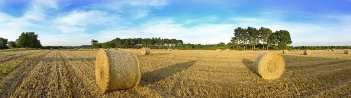 Framed Print : Hay bales in field on a summers evening near Westleton Suffolk Framed Print : Hay bales in field on a summers evening near Westleton Suffolk