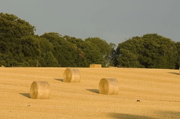 Hay bales at harvest time North Norfolk summer