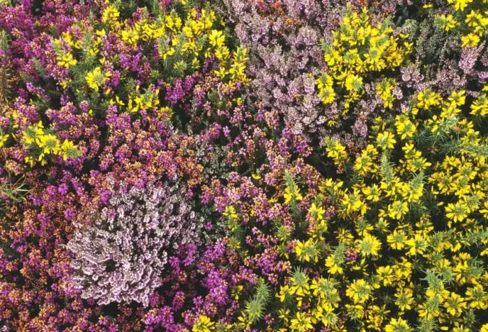 Framed Print : Heather, ling and gorse, Dunwich Heath, Suffolk, UK, summer Framed Print : Heather, ling and gorse, Dunwich Heath, Suffolk, UK, summer