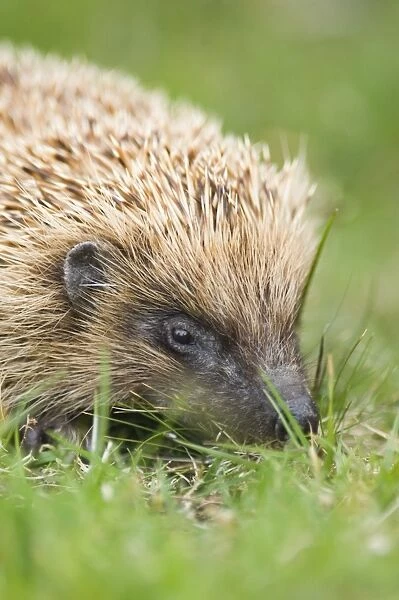 Hedgehog in garden UK summer