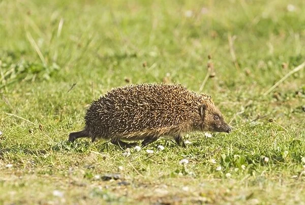 Hedgehog in garden UK summer