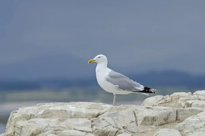 Framed Print : Herring Gull Larus argentatus adult Farne Islands Northumberland summer