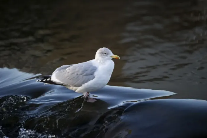 Framed Print : Herring Gull Larus argentatus Dumfries Scotland winter Framed Print : Herring Gull Larus argentatus Dumfries Scotland winter