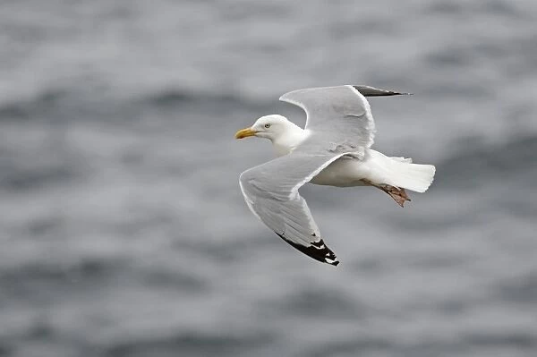 Herring Gull Larus argentatus Fowlsheugh RSPB Resrrve Scotland