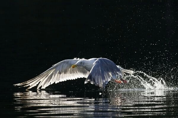 Herring Gull Larus argentatus lifting off from water Norway summer