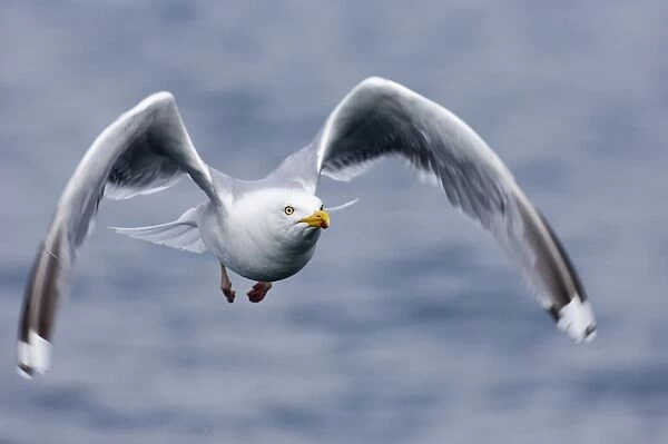 Herring Gull Larus argentatus Norway July