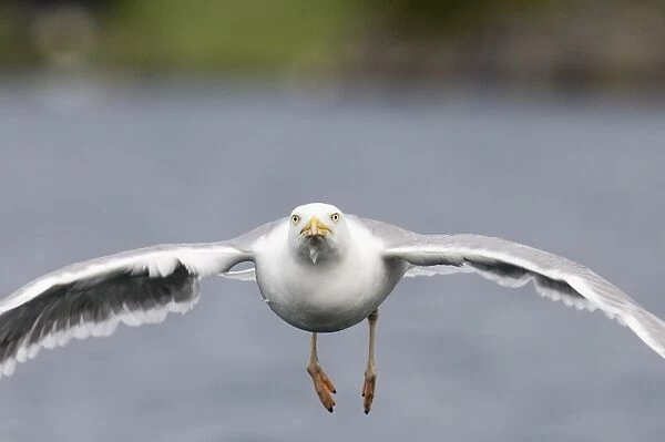 Herring Gull Larus argentatus Norway July
