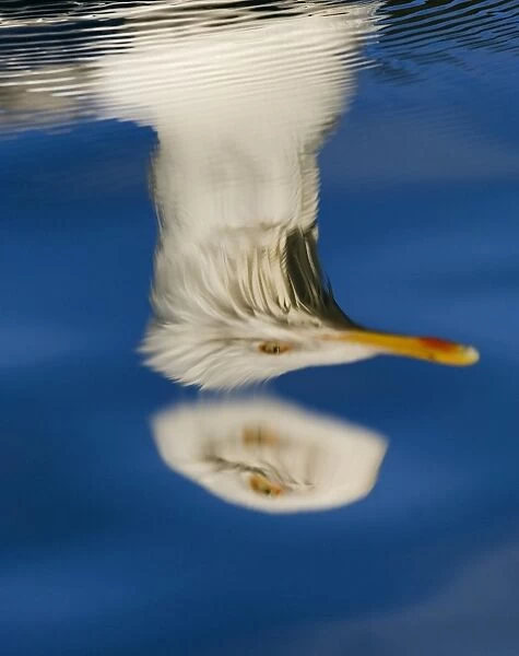 Herring Gull Larus argentatus reflection Norway July