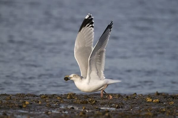 Herring Gull Larus argentatus taking off to drop mussel to smash shell Brancaster