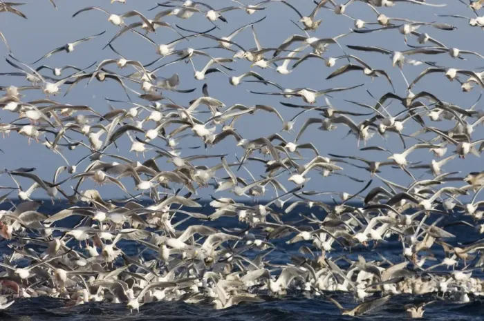 Framed Print : Herring Gulls Larus argentatus in feeding frenzy off the northern tip of Arctic Norway Framed Print : Herring Gulls Larus argentatus in feeding frenzy off the northern tip of Arctic Norway