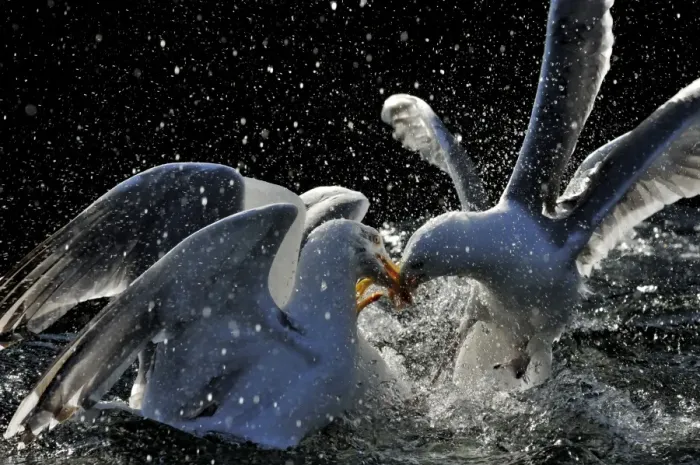 Framed Print : Herring Gulls Larus argentatus squabbling over food Norfolk UK