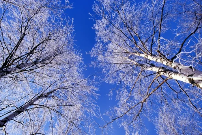 Framed Print : Hoar frost on birch trees, Strathspey, Scotland, winter Framed Print : Hoar frost on birch trees, Strathspey, Scotland, winter
