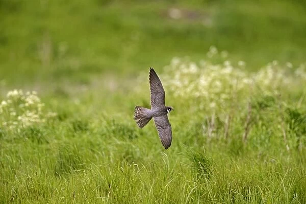 Hobby Falco subbuteo hunting Lakenheath RSPB Reserve Suffolk May