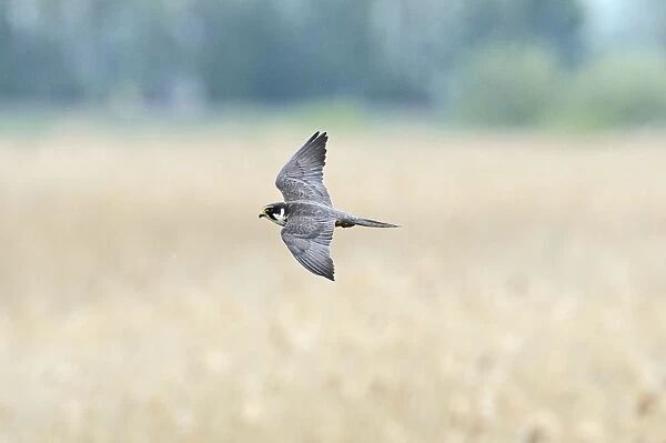 Hobby Falco subbuteo hunting Lakenheath RSPB Reserve Suffolk May