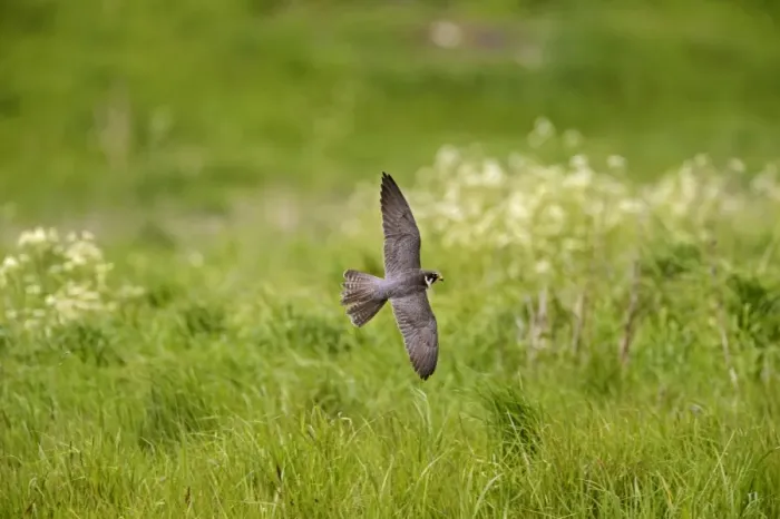 Framed Print : Hobby Falco subbuteo hunting Lakenheath RSPB Reserve Suffolk May Framed Print : Hobby Falco subbuteo hunting Lakenheath RSPB Reserve Suffolk May
