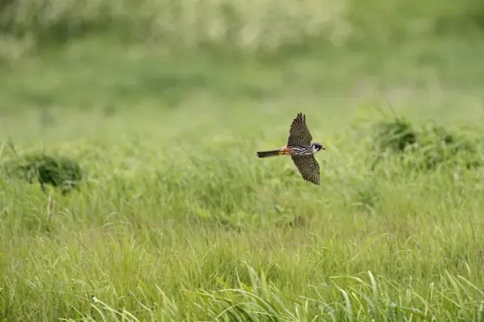 Framed Print : Hobby Falco subbuteo hunting Lakenheath RSPB Reserve Suffolk May Framed Print : Hobby Falco subbuteo hunting Lakenheath RSPB Reserve Suffolk May
