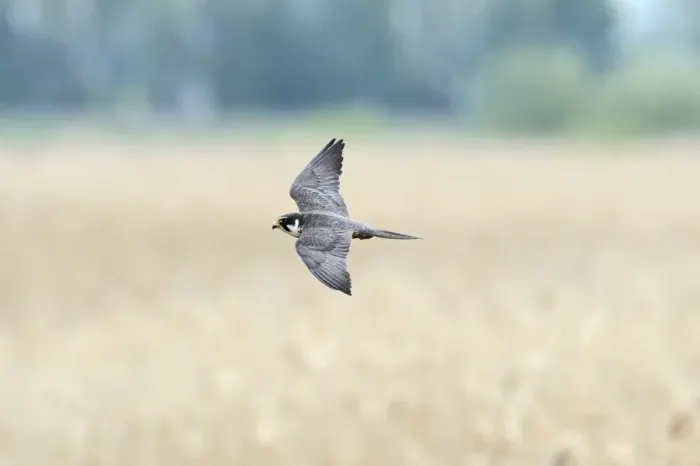Framed Print : Hobby Falco subbuteo hunting Lakenheath RSPB Reserve Suffolk May Framed Print : Hobby Falco subbuteo hunting Lakenheath RSPB Reserve Suffolk May