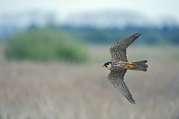 Hobby Falco subbuteo hunting over reedbed at Lakenheath Fen RSPB Reserve Norfolk