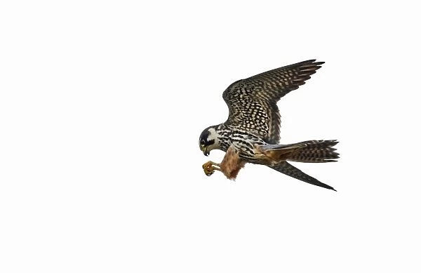 Hobby Falco subbuteo Norfolk May