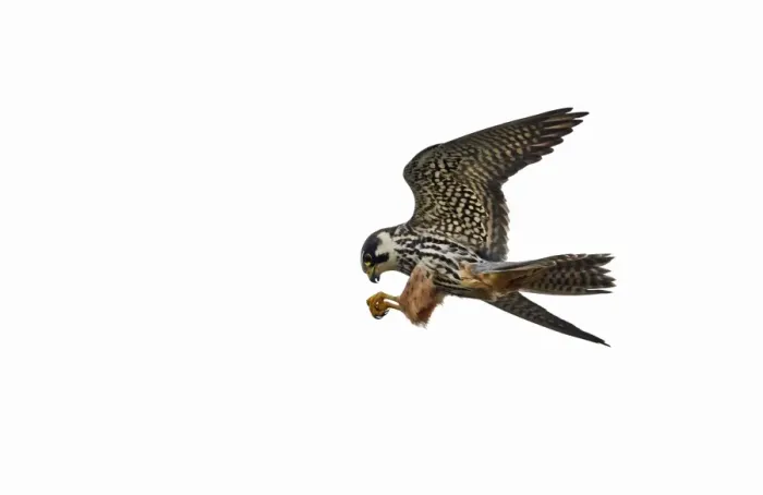 Framed Print : Hobby Falco subbuteo Norfolk May Framed Print : Hobby Falco subbuteo Norfolk May
