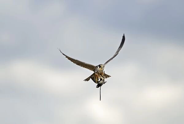 Hobby Falco subbuteo with Swift Apus apus caught over reedbed Norfolk May