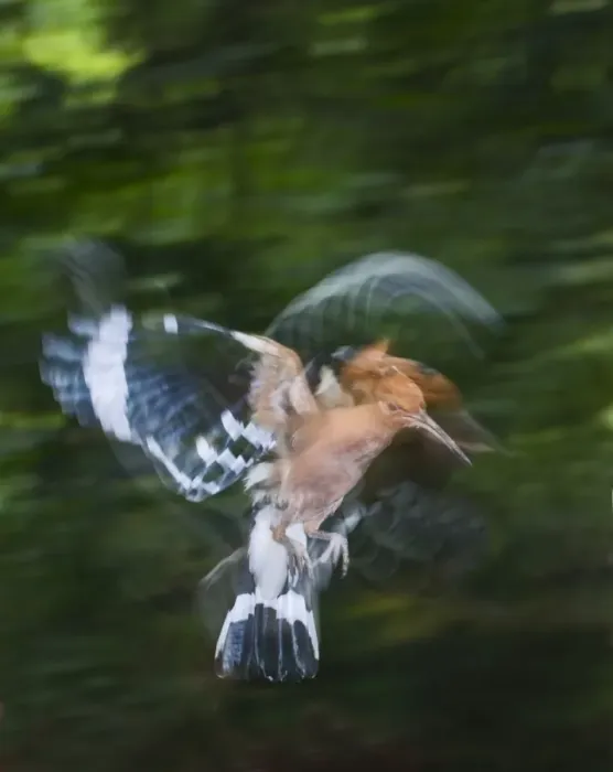 Framed Print : Hoopoe Upupa epops arriving at nest Spain Framed Print : Hoopoe Upupa epops arriving at nest Spain