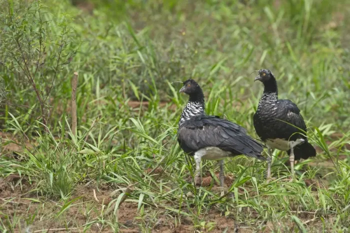 Framed Print : Horned Screamer Anhima cornuta pair Tambopata Peruvian Amazon Framed Print : Horned Screamer Anhima cornuta pair Tambopata Peruvian Amazon