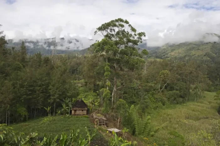 Framed Print : House & agriculture in valley in Western Highlands Papua New Guinea Framed Print : House & agriculture in valley in Western Highlands Papua New Guinea