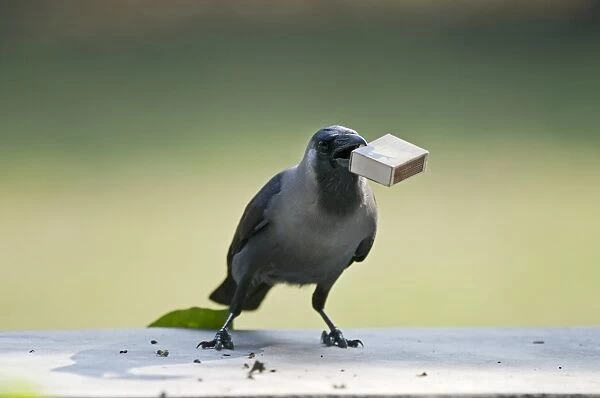 House Crow (Corvus splendens) stealing match box from table Bharatpur India