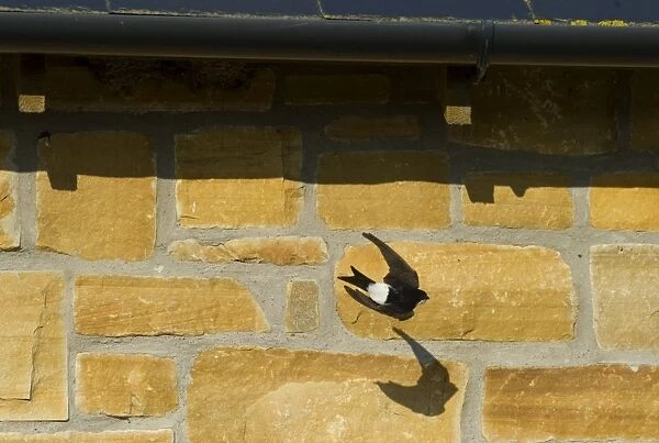 House Martin Delichon urbicum leaving nest under eaves of house Northumberland UK