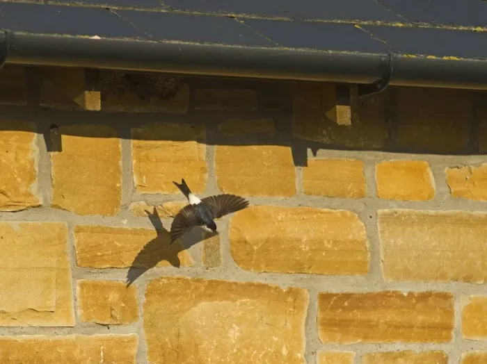 Framed Print : House Martin Delichon urbicum leaving nest under eaves of house Northumberland UK