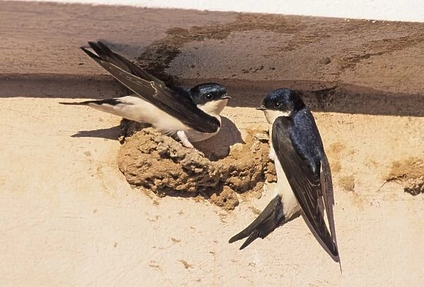 House Martins building nest under eaves of house Kent May