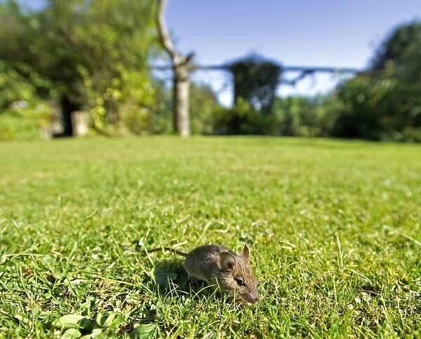 House Mouse Mus musculus scurrying across garden lawn Kent, UK