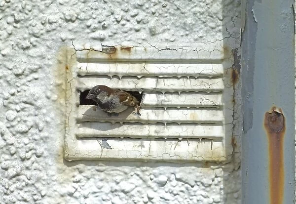 House Sparrow, Passer domesticus, male leaving nest in ventilation shaft of derelict building