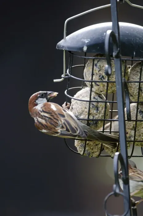 Framed Print : House Sparrow Passer domesticus on fat feeder in garden Norfolk Framed Print : House Sparrow Passer domesticus on fat feeder in garden Norfolk