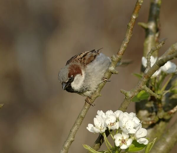 House Sparrow Passer domesticus, Kent spring