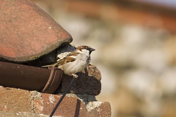 House Sparrow Passer domesticus male on roof Norfolk spring