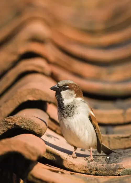 Framed Print : House Sparrow Passer domesticus male on roof Norfolk spring Framed Print : House Sparrow Passer domesticus male on roof Norfolk spring